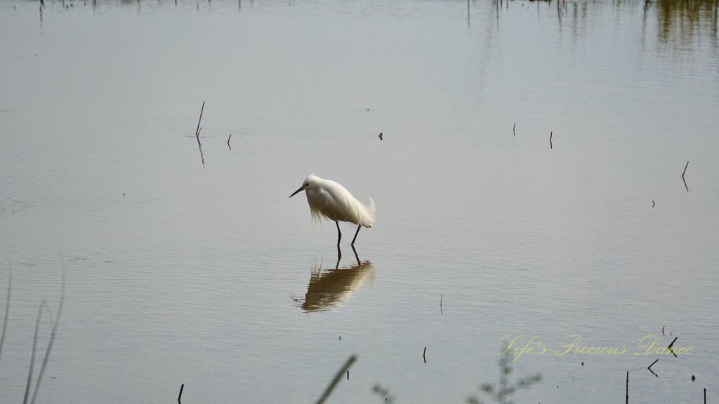 Snowy egret standing and reflecting in the marsh.