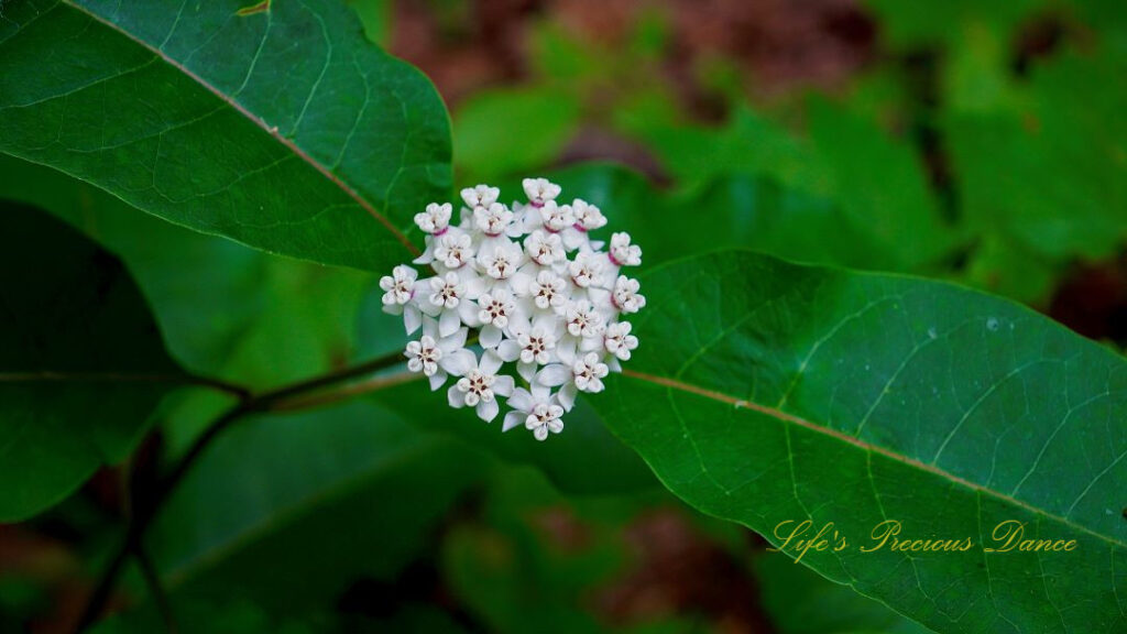 Redring milkweed in full bloom along a trail.