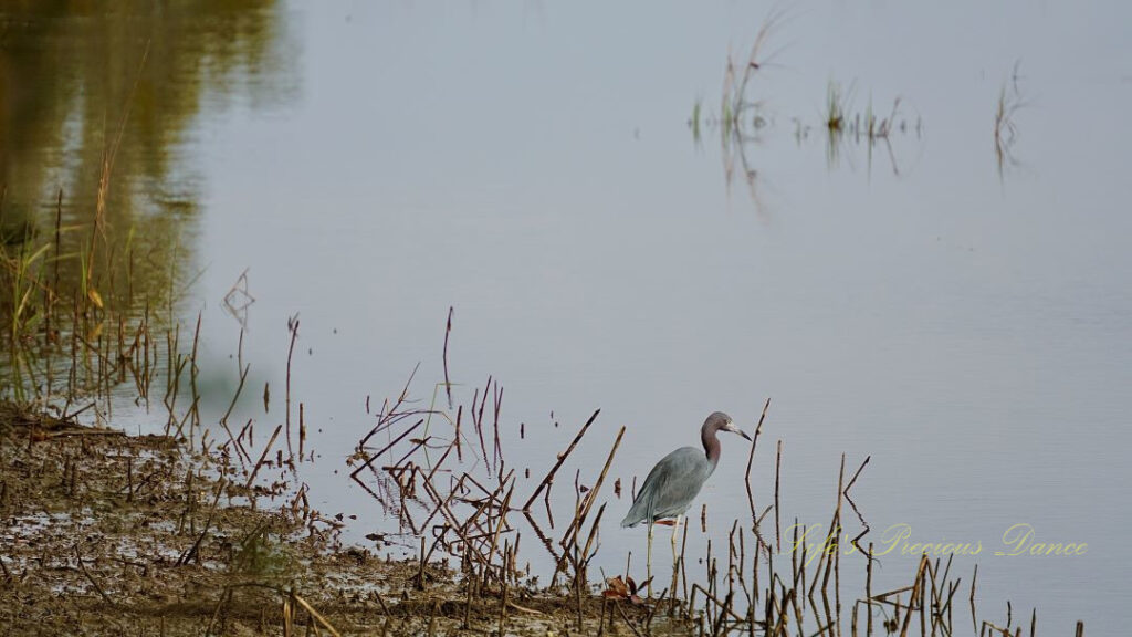 Little blue heron standing on the edge of water at a marsh.