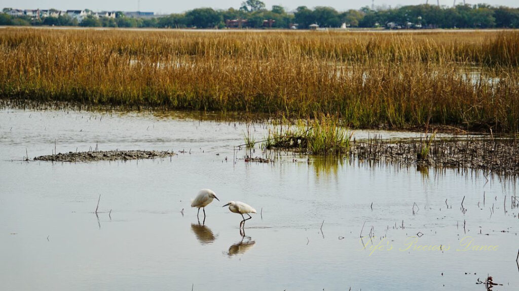 Two snowy egrets, side by side, standing in the marsh and reflecting in the water.