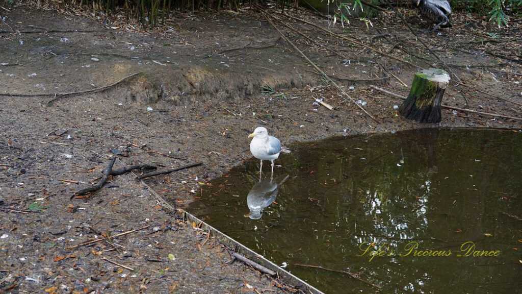 Seagull standing in a pond, reflecting in the water.