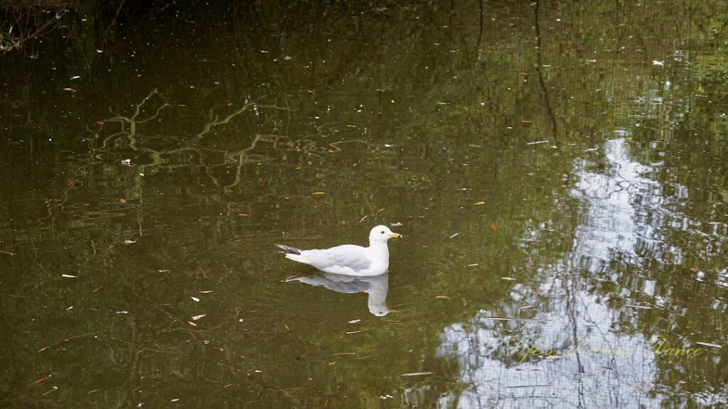 Seagull swimming and reflecting on a pond.