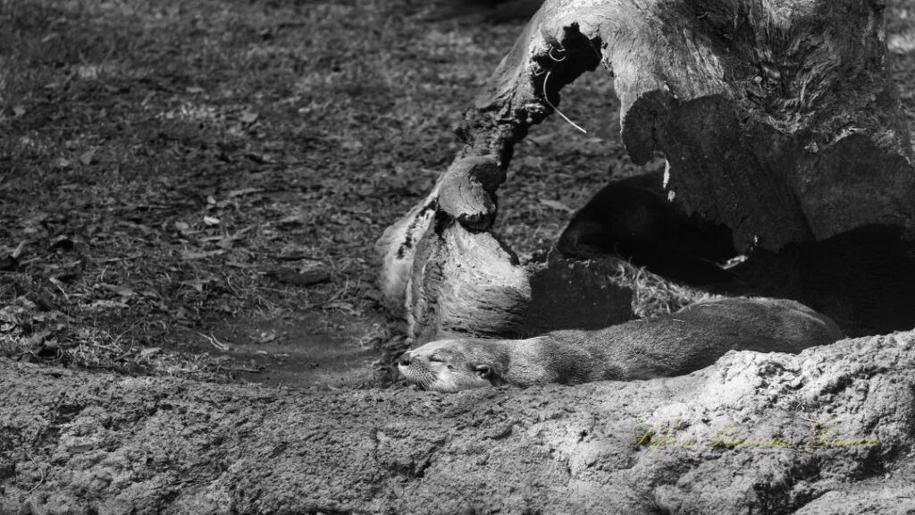 Black and white of an otter sleeping along a rock.