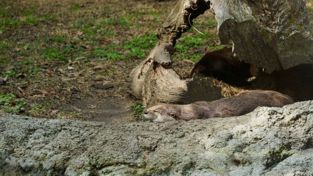 Otter sleeping along a rock.