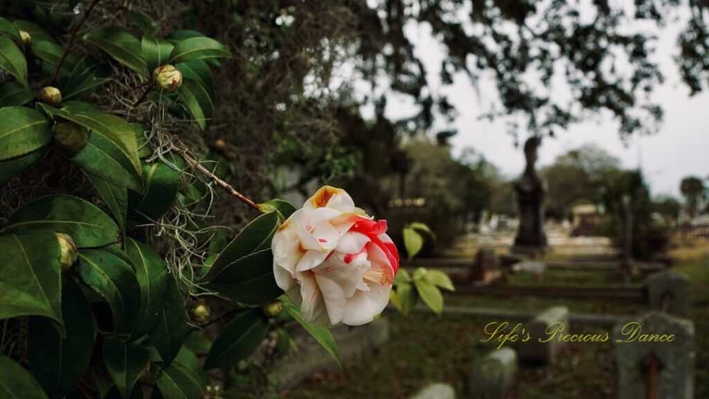 Pink and white Camellia in bloom at a cemetery.