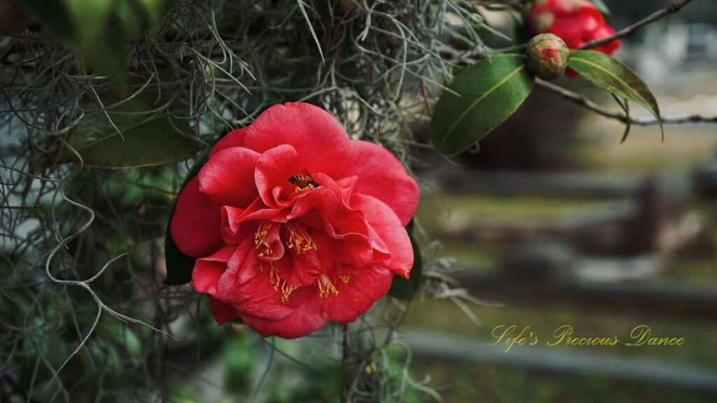 Close up of a pink camellia, with a honey bee in its petals. Strands of spanish moss surround it.