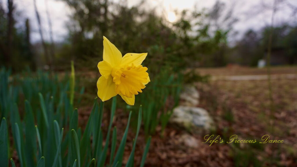 Yellow daffodil in full bloom. Small bug on a petal.