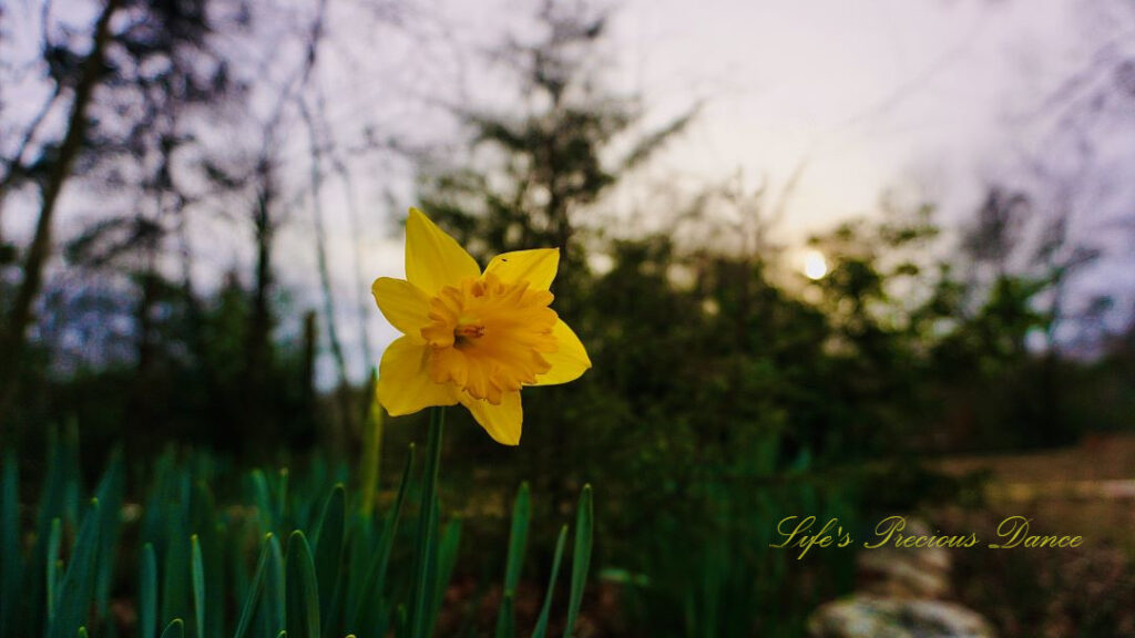 Yellow daffodil in full bloom. Small bug on a petal. Sun peeking through trees in the background.