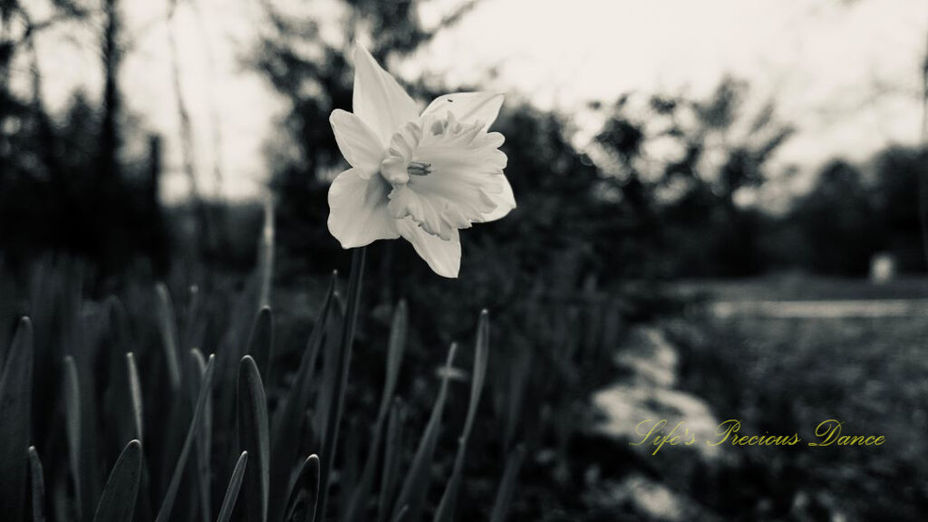 Black and white of a daffodil in full bloom.