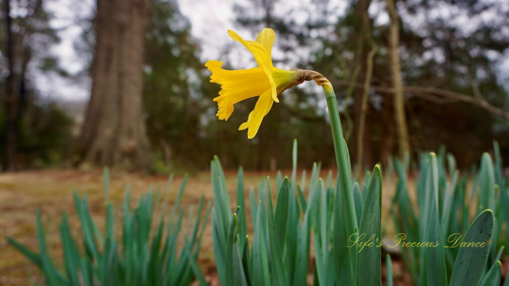 Side view of a yellow daffodil in full bloom.