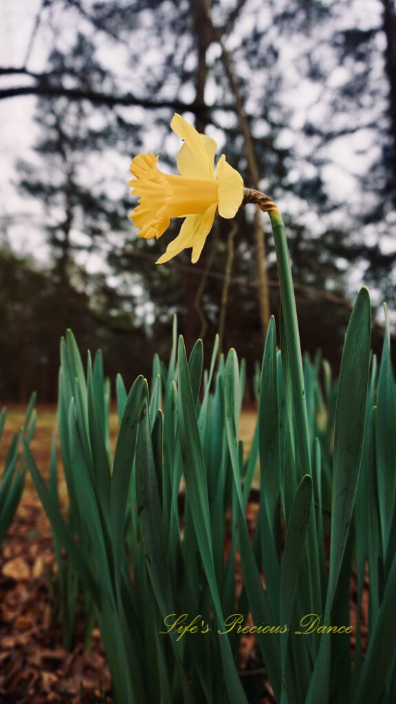 Close up side view of a yellow daffodil in bloom.