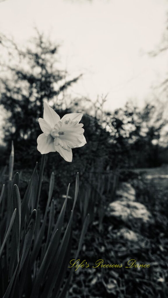 Black and white of a daffodil in full bloom.