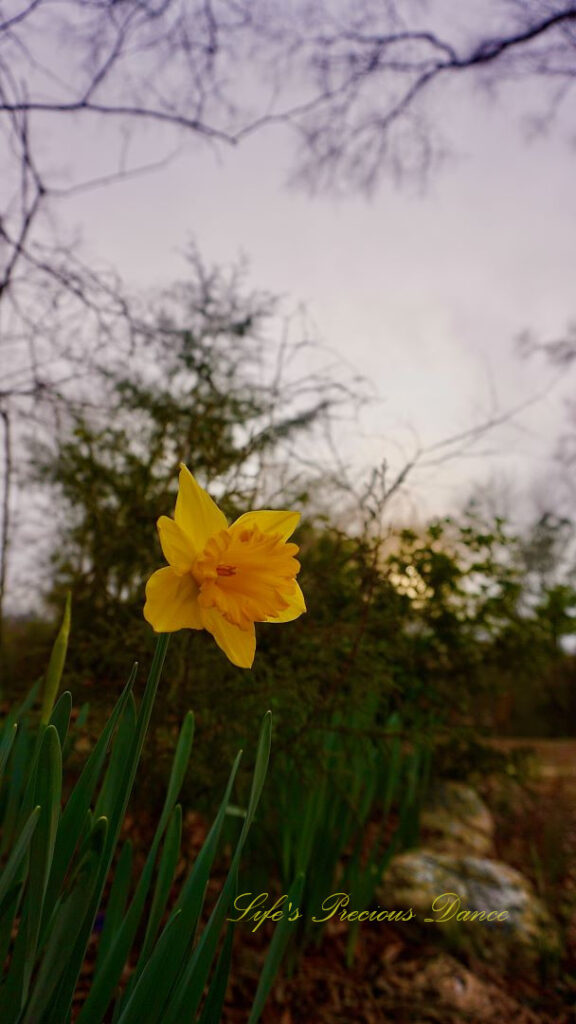 Yellow daffodil in full bloom.