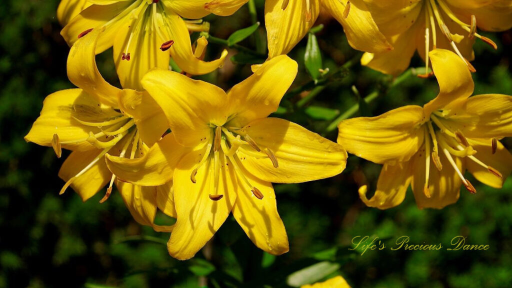 Close up of yellow day lilies in full bloom.