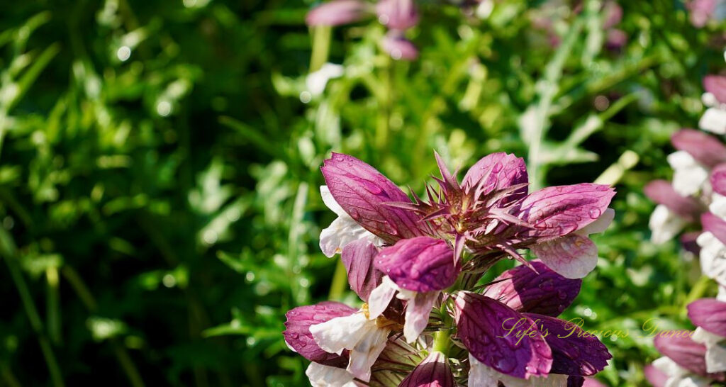 Bear&#039;s breeches in full bloom.