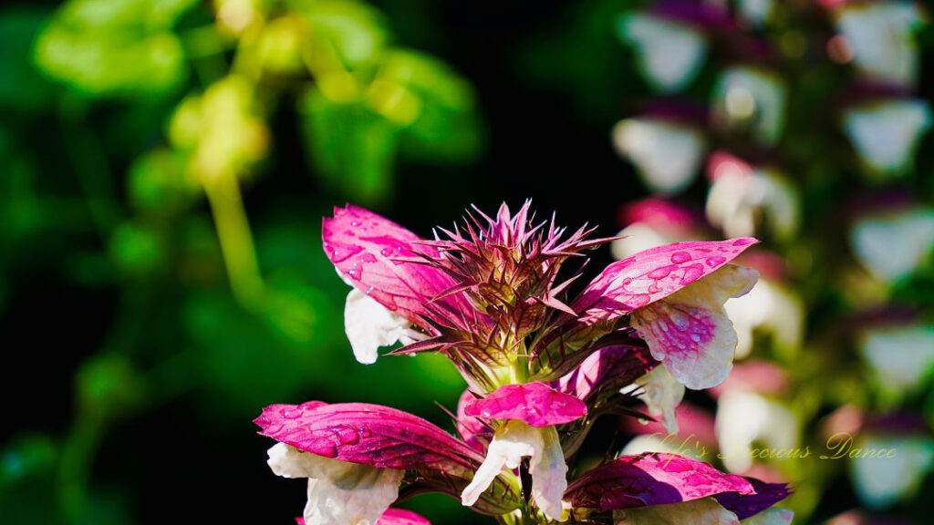 Bear&#039;s breeches in full bloom.