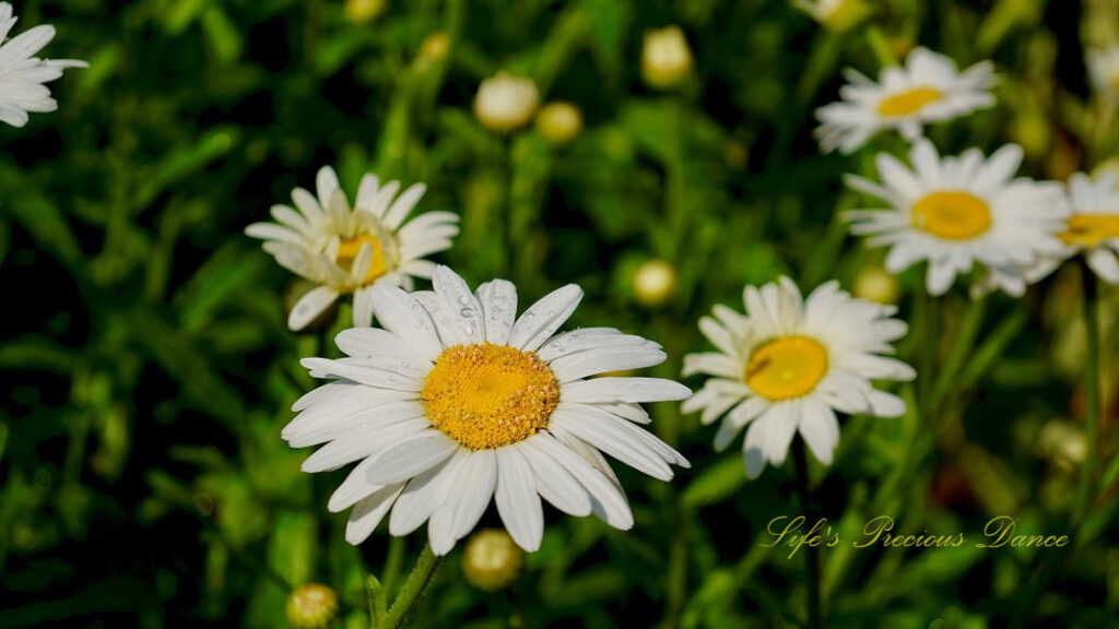 Daisies in full bloom