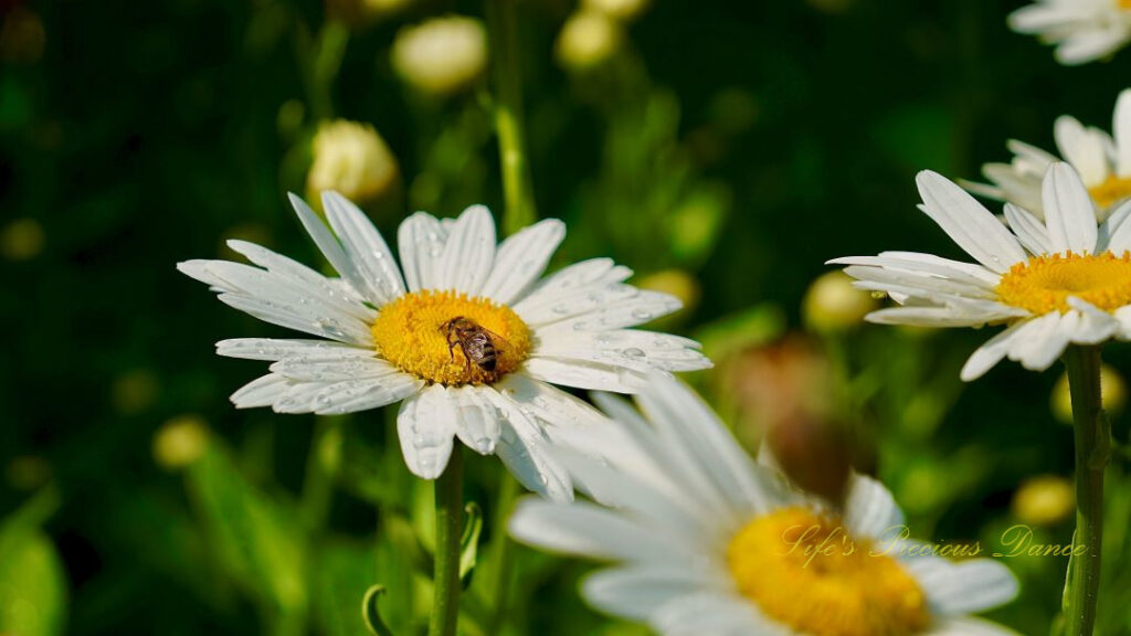 Daisy in full bloom. A honey bee in it&#039;s center.