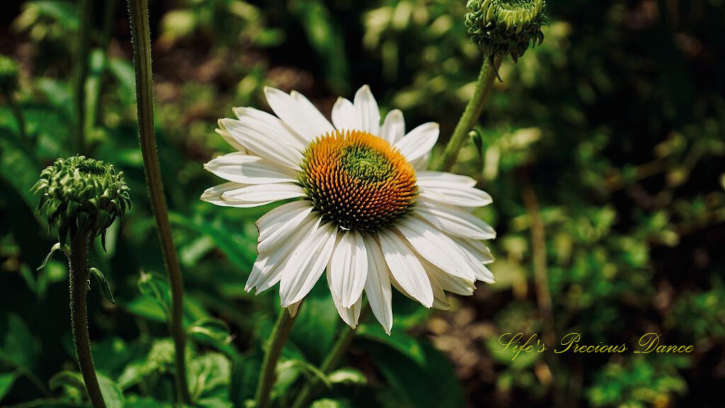 Coneflower in full bloom in a garden.