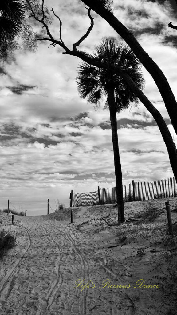 Black and white of a path leading to a sandy path leading to the ocean. A palm tree stands to the right.