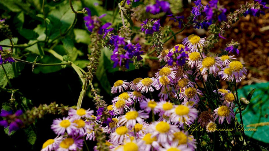 Fleabanes in full bloom in a garden.