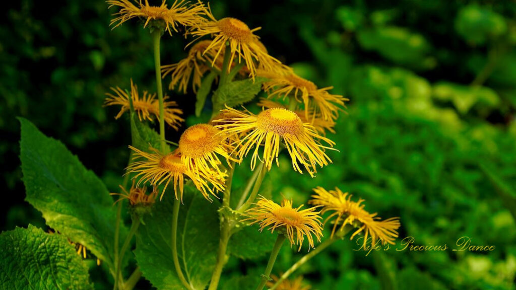 Yellow Starworts in bloom.