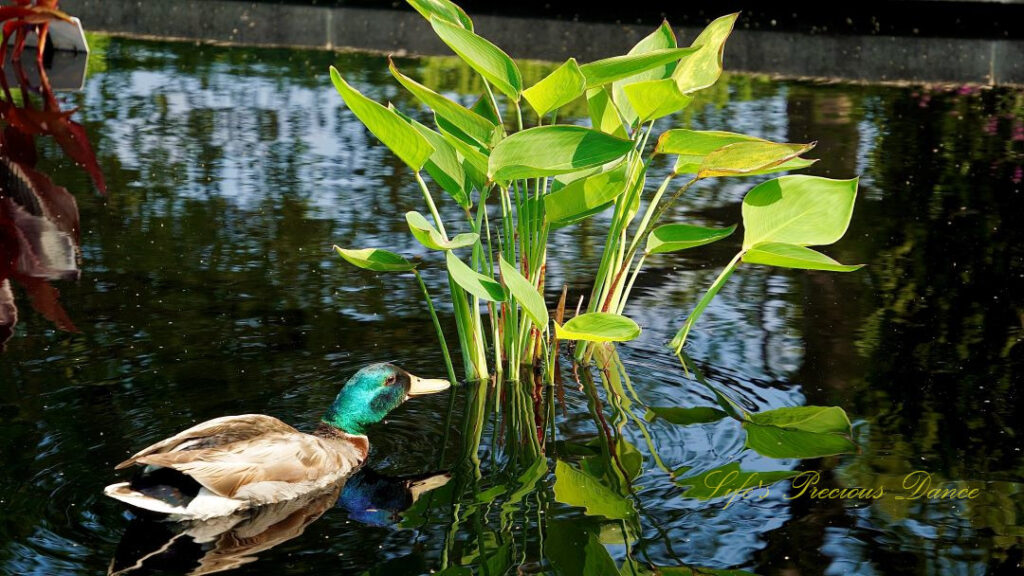 Duck swimming and reflecting in a pool of water.