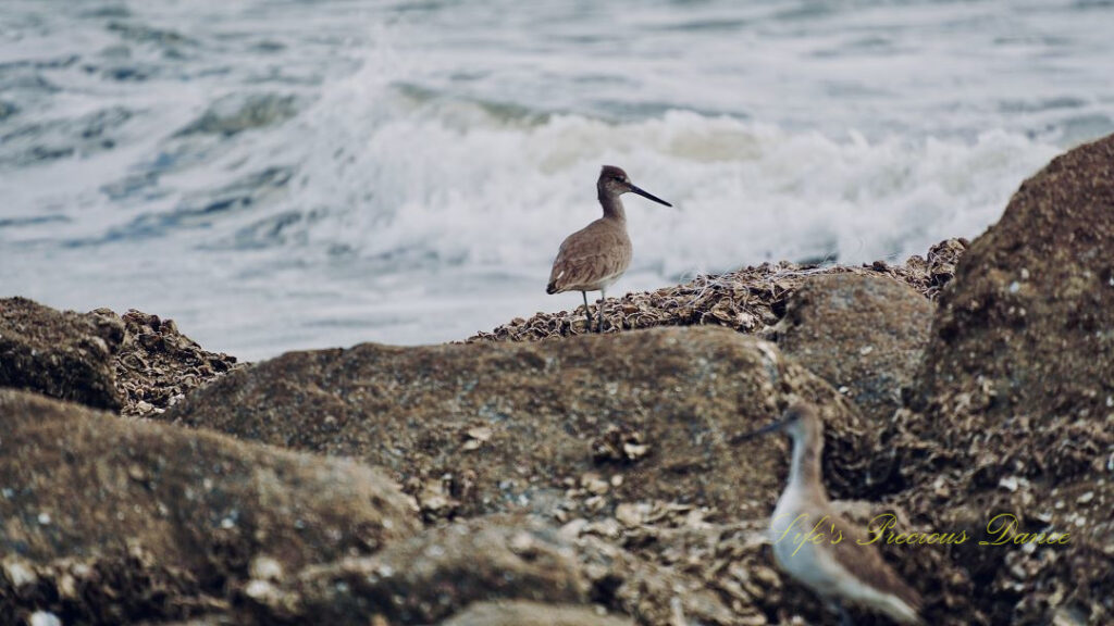 Seabirds on the rocks at Hunting Island.