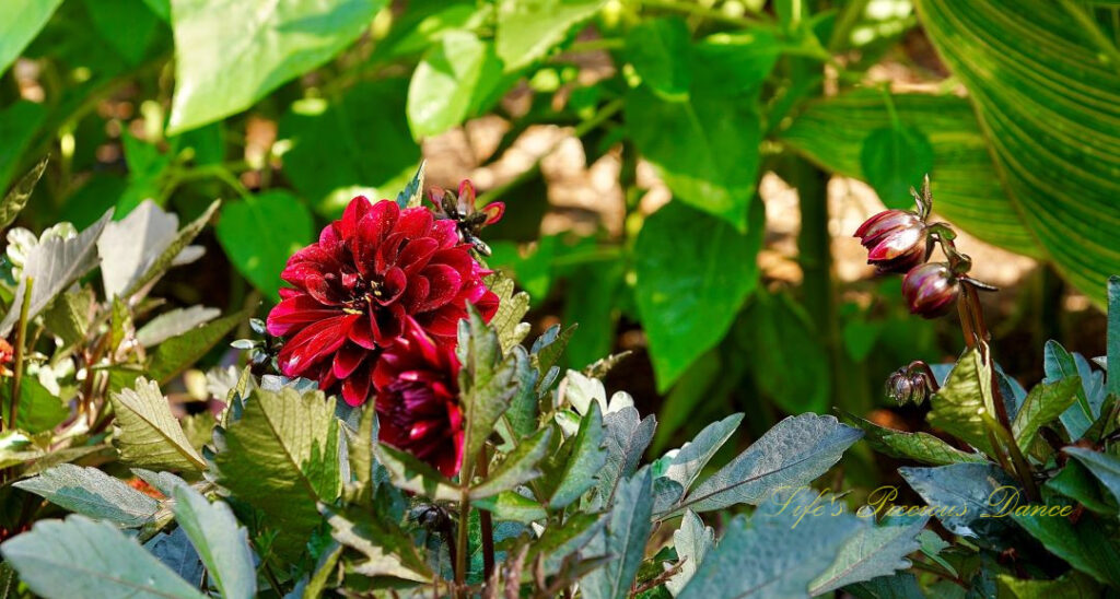 Garden Dahlia in bloom at a botanical garden.