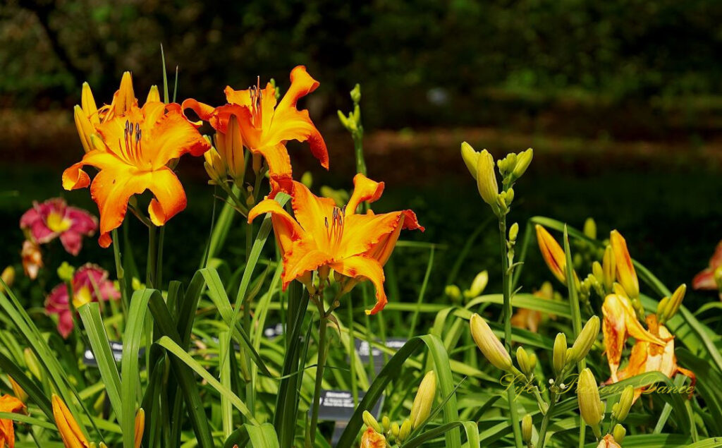 Orange day lilies in full bloom.