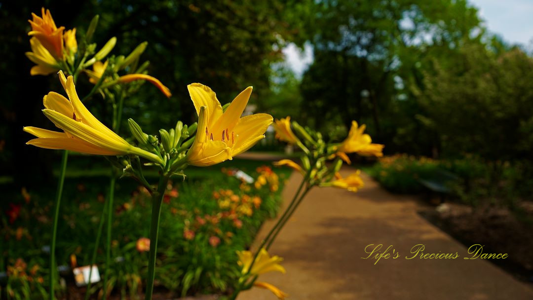 Yellow day lilies in full bloom along a sidewalk.