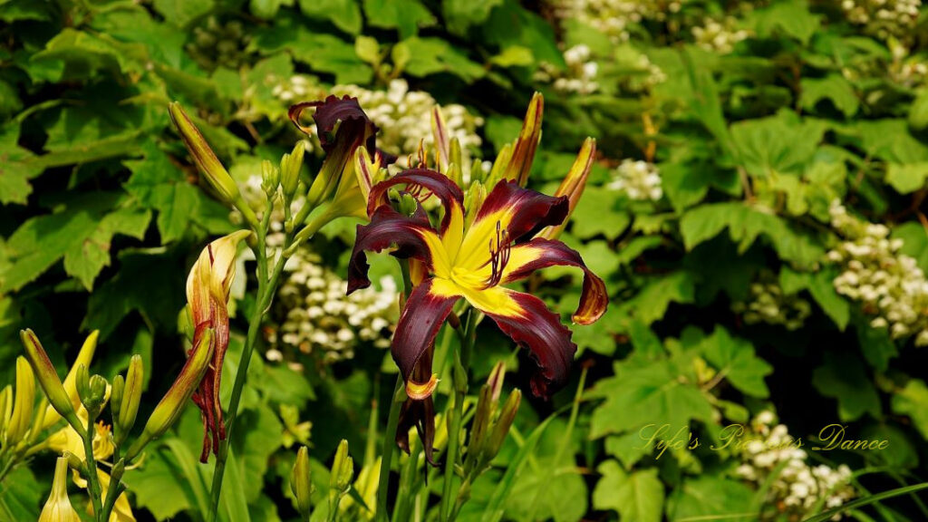 Day lily in full bloom.