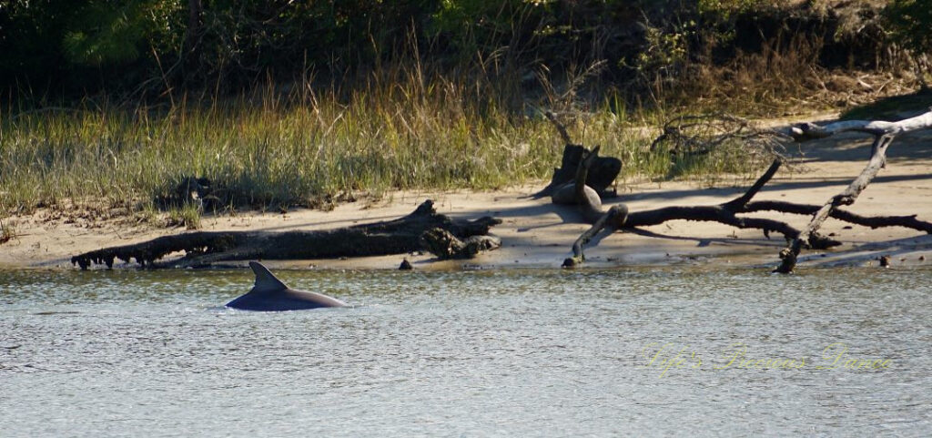 Back and fin of a dolphin protruding through the surface of the lagoon at Hunting Island.