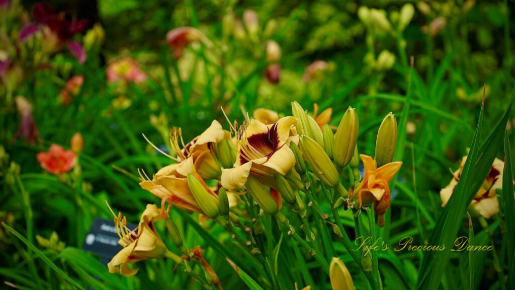 Day lilies in bloom at a botanical garden.