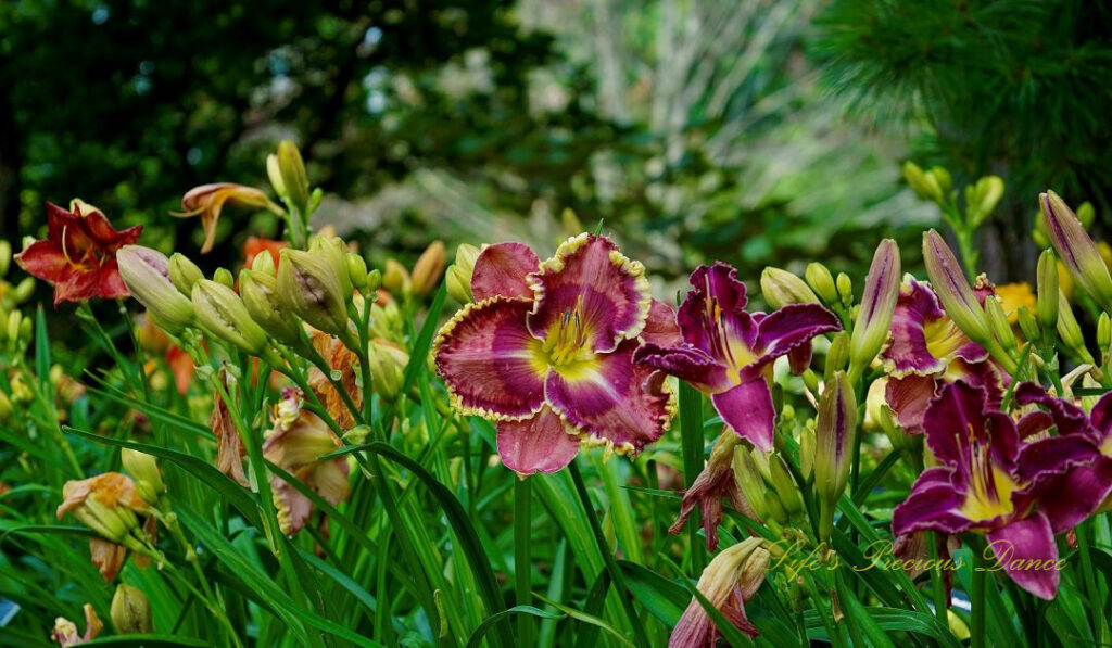 Orange Day lily in full bloom at a botanical garden.