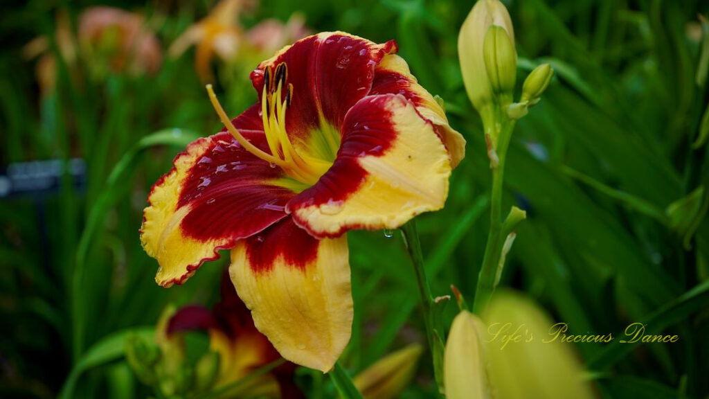 Close up of an Orange Day lily in full bloom at a botanical garden.