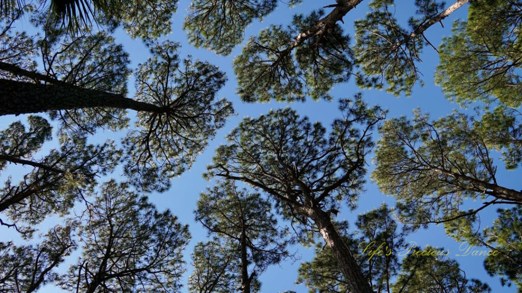 Upward view of trees against a carolina blue sky, with a few clouds mixed in at Hunting Island State Park