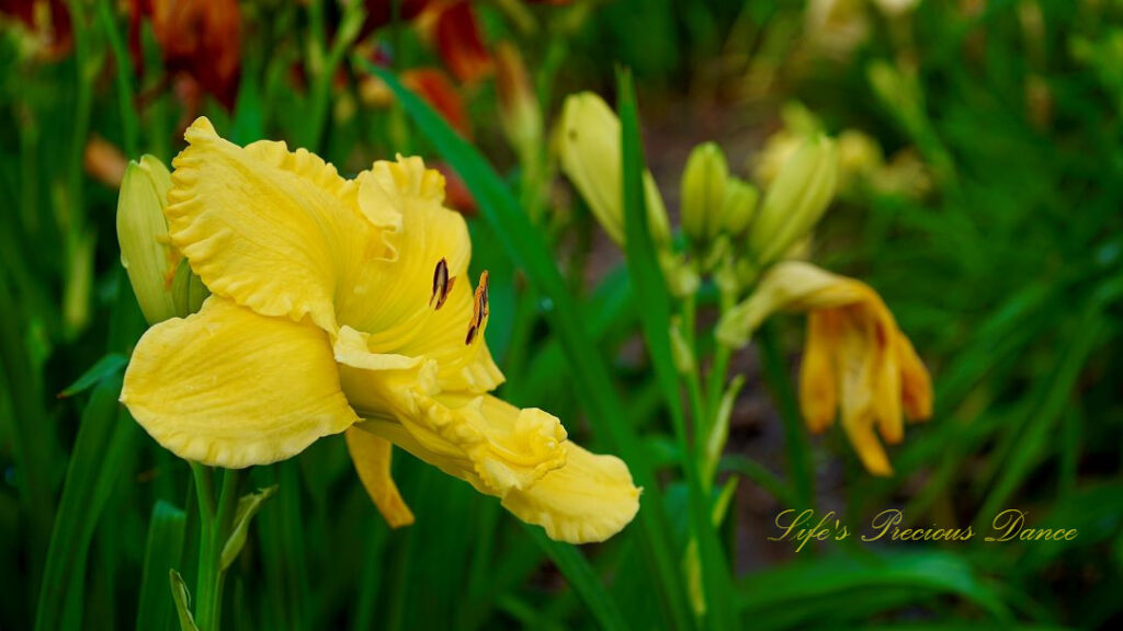 Close up of a yellow Day Lily in full bloom.