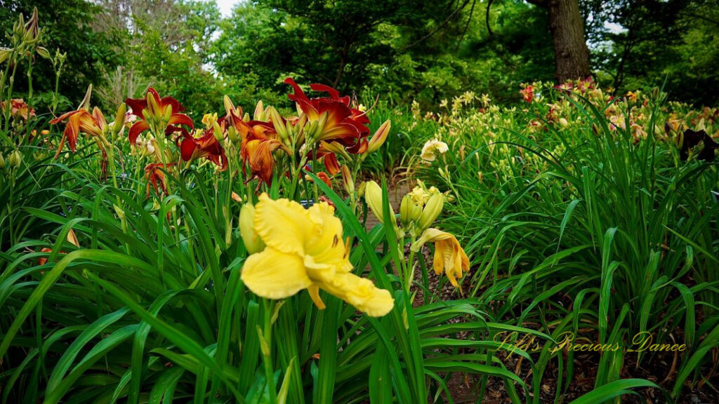 Yellow day lily in full bloom in a garden.