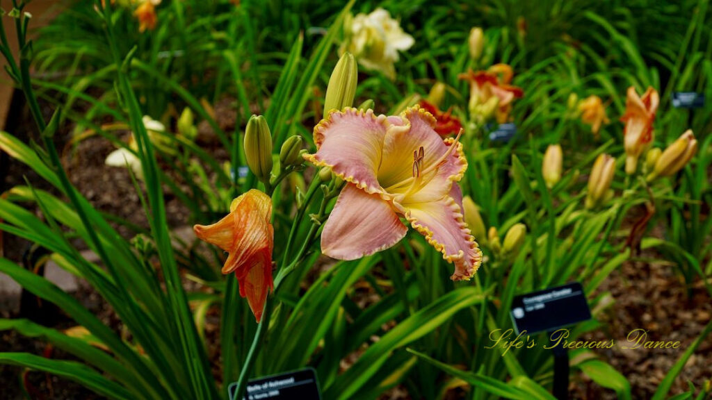 Close up of an Orange Day lily in full bloom at a botanical garden.