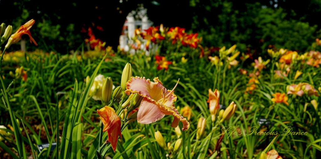 Orange Day lily in full bloom at a botanical garden.