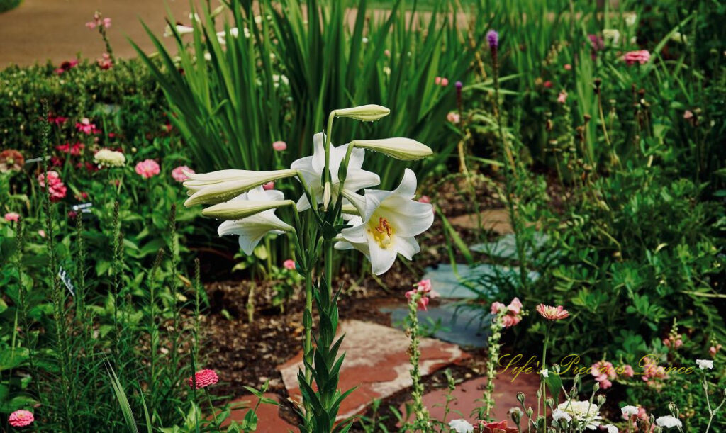 Easter lily in full bloom ina garden,