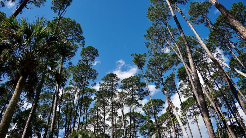 Upward view of trees against a carolina blue sky, with a few clouds mixed in at Hunting Island State Park