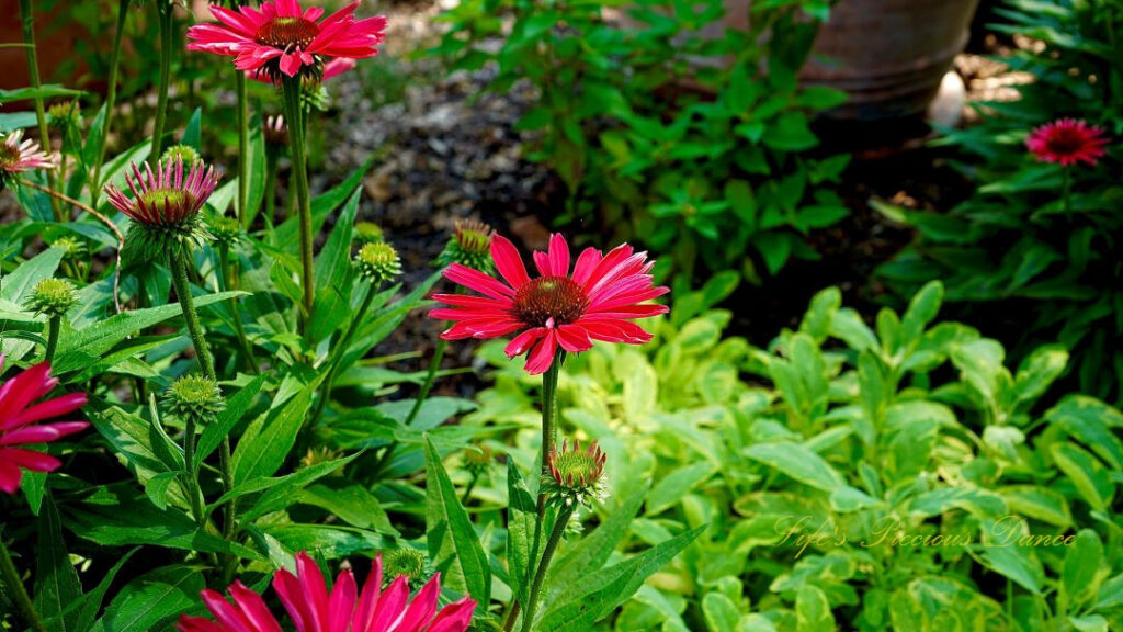 Purple coneflowers in full bloom at a botanical garden.