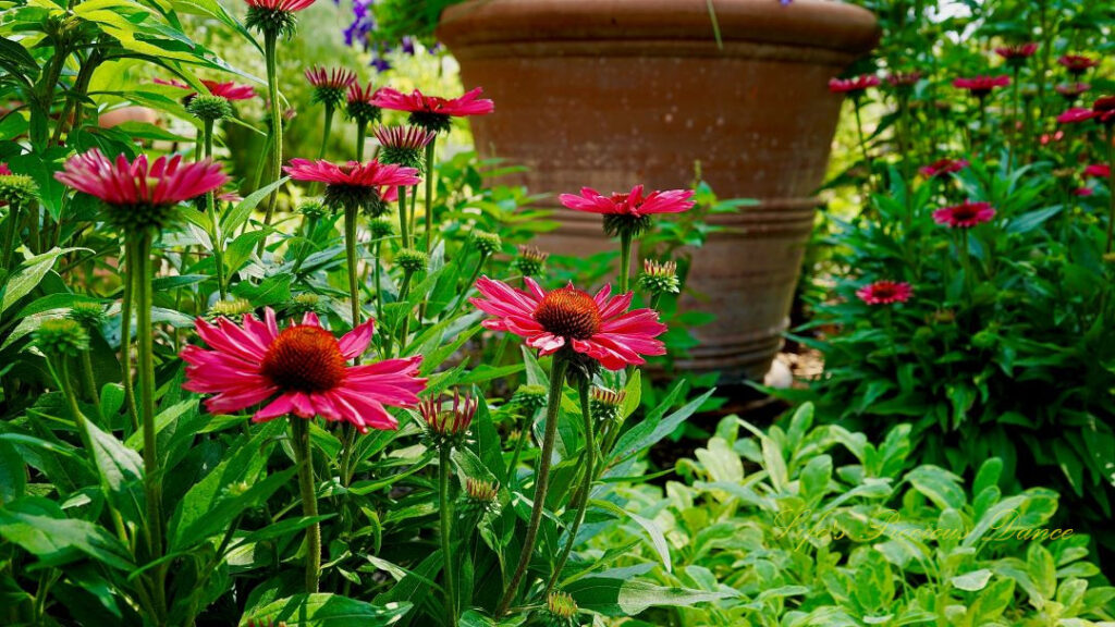 Purple coneflowers in full bloom at a botanical garden.