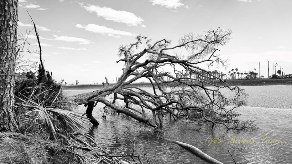 Black and white of a downed tree, hanging on to the bank, in the lagoon at Hunting Island.