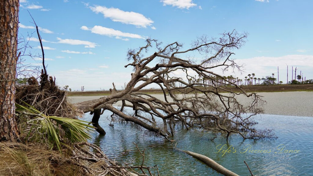 A downed tree, hanging on to the bank, in the lagoon at Hunting Island.