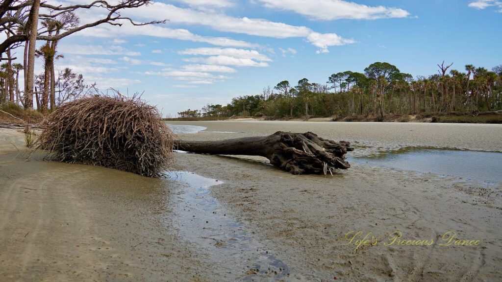 Downed palm tree on the beach of the lagoon at low tide. Clouds up above.