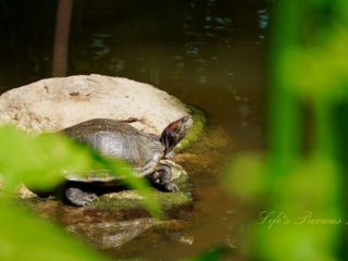 Turtle resting on a rock in a stream.
