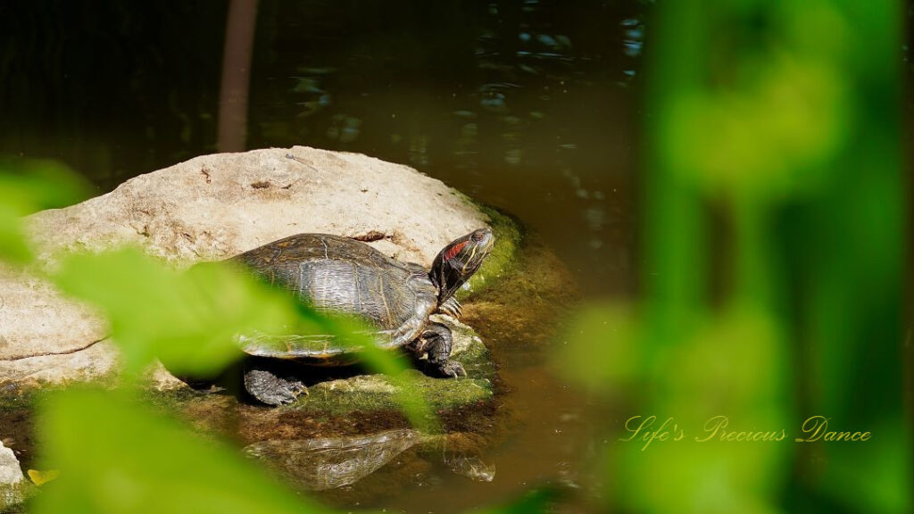 Turtle resting on a rock in a stream.